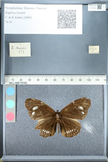 Media type: image;   Entomology 159353